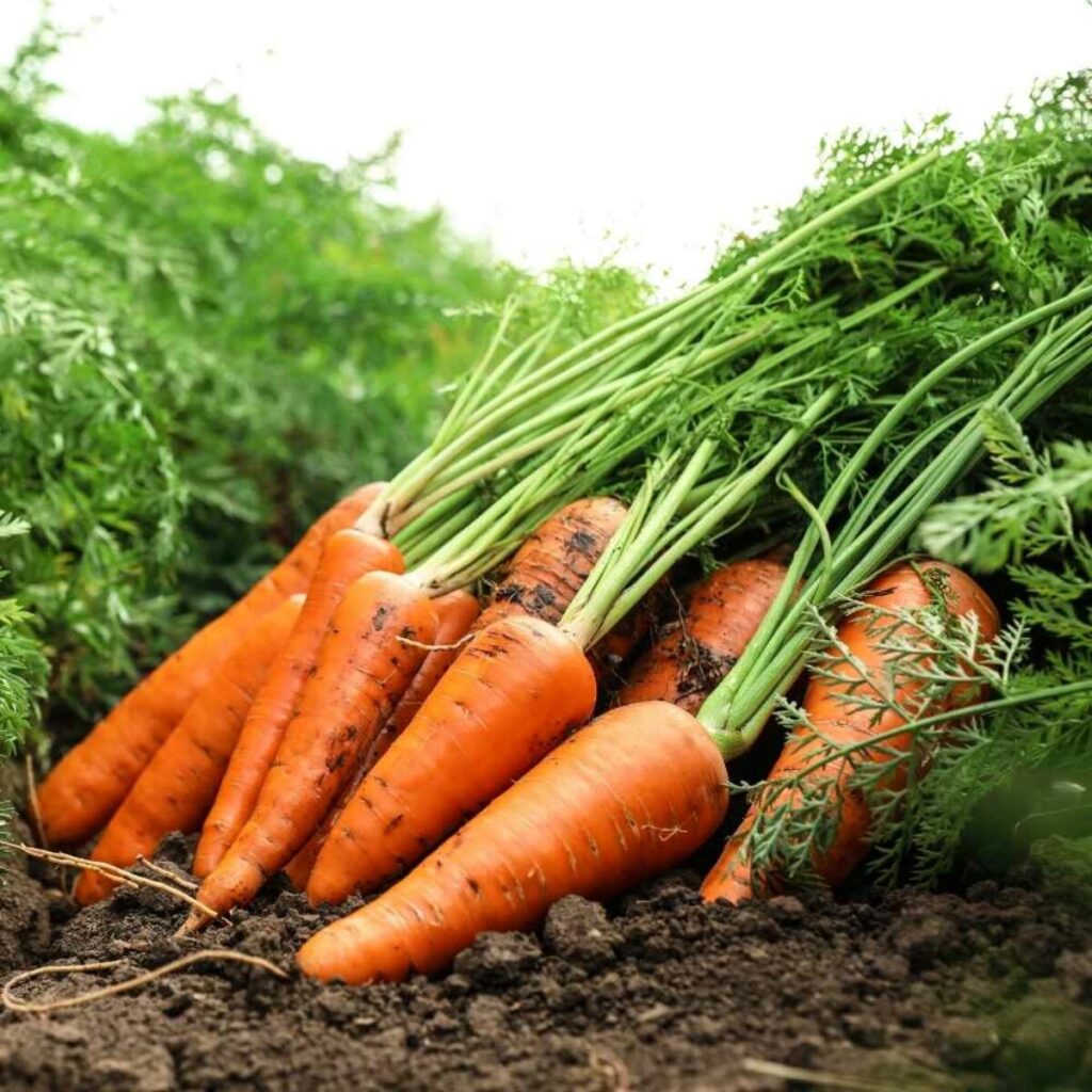 Hybrid Carrots