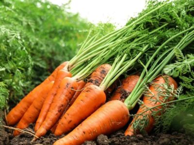 Hybrid Carrots